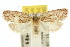  ( - 10ANIC-03888)  @11 [ ] CreativeCommons - Attribution (2010) CBG Photography Group Centre for Biodiversity Genomics