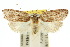  (Pedois ceramora - 10ANIC-03889)  @15 [ ] CreativeCommons - Attribution (2010) CBG Photography Group Centre for Biodiversity Genomics