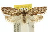  (Pedois tripunctella - 10ANIC-03891)  @15 [ ] CreativeCommons - Attribution (2010) CBG Photography Group Centre for Biodiversity Genomics