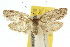 ( - 10ANIC-03892)  @11 [ ] CreativeCommons - Attribution (2010) CBG Photography Group Centre for Biodiversity Genomics