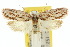  (Pedois sp. ANIC1 - 10ANIC-03894)  @15 [ ] CreativeCommons - Attribution (2010) CBG Photography Group Centre for Biodiversity Genomics