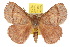  ( - 10ANIC-03929)  @15 [ ] CreativeCommons - Attribution (2010) CBG Photography Group Centre for Biodiversity Genomics