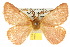  ( - 10ANIC-03944)  @15 [ ] CreativeCommons - Attribution (2010) CBG Photography Group Centre for Biodiversity Genomics
