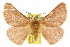  ( - 10ANIC-03945)  @15 [ ] CreativeCommons - Attribution (2010) CBG Photography Group Centre for Biodiversity Genomics