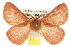 ( - 10ANIC-03947)  @15 [ ] CreativeCommons - Attribution (2010) CBG Photography Group Centre for Biodiversity Genomics