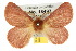  ( - 10ANIC-03948)  @15 [ ] CreativeCommons - Attribution (2010) CBG Photography Group Centre for Biodiversity Genomics