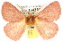  ( - 10ANIC-03949)  @15 [ ] CreativeCommons - Attribution (2010) CBG Photography Group Centre for Biodiversity Genomics