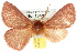  ( - 10ANIC-03950)  @14 [ ] CreativeCommons - Attribution (2010) CBG Photography Group Centre for Biodiversity Genomics
