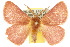  ( - 10ANIC-03951)  @15 [ ] CreativeCommons - Attribution (2010) CBG Photography Group Centre for Biodiversity Genomics