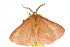  ( - 10ANIC-03953)  @14 [ ] CreativeCommons - Attribution (2010) CBG Photography Group Centre for Biodiversity Genomics