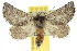 ( - 10ANIC-03966)  @14 [ ] CreativeCommons - Attribution (2010) CBG Photography Group Centre for Biodiversity Genomics