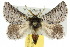  ( - 10ANIC-03970)  @14 [ ] CreativeCommons - Attribution (2010) CBG Photography Group Centre for Biodiversity Genomics