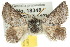  ( - 10ANIC-03971)  @13 [ ] CreativeCommons - Attribution (2010) CBG Photography Group Centre for Biodiversity Genomics