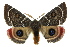  ( - 10ANIC-03981)  @15 [ ] CreativeCommons - Attribution (2010) CBG Photography Group Centre for Biodiversity Genomics