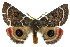  ( - 10ANIC-03982)  @14 [ ] CreativeCommons - Attribution (2010) CBG Photography Group Centre for Biodiversity Genomics