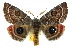  ( - 10ANIC-03983)  @15 [ ] CreativeCommons - Attribution (2010) CBG Photography Group Centre for Biodiversity Genomics