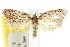  ( - 10ANIC-03991)  @11 [ ] CreativeCommons - Attribution (2010) CBG Photography Group Centre for Biodiversity Genomics