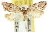  ( - 10ANIC-03992)  @11 [ ] CreativeCommons - Attribution (2010) CBG Photography Group Centre for Biodiversity Genomics