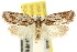  (Pedois cosmopoda - 10ANIC-03993)  @11 [ ] CreativeCommons - Attribution (2010) CBG Photography Group Centre for Biodiversity Genomics