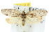  ( - 10ANIC-03995)  @15 [ ] CreativeCommons - Attribution (2010) CBG Photography Group Centre for Biodiversity Genomics