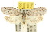 ( - 10ANIC-03996)  @11 [ ] CreativeCommons - Attribution (2010) CBG Photography Group Centre for Biodiversity Genomics