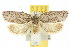  (Pedois lewinella - 10ANIC-03997)  @15 [ ] CreativeCommons - Attribution (2010) CBG Photography Group Centre for Biodiversity Genomics