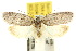  ( - 10ANIC-03998)  @11 [ ] CreativeCommons - Attribution (2010) CBG Photography Group Centre for Biodiversity Genomics