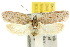  ( - 10ANIC-03999)  @11 [ ] CreativeCommons - Attribution (2010) CBG Photography Group Centre for Biodiversity Genomics