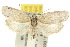  ( - 10ANIC-04000)  @11 [ ] CreativeCommons - Attribution (2010) CBG Photography Group Centre for Biodiversity Genomics
