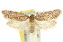  ( - 10ANIC-04001)  @15 [ ] CreativeCommons - Attribution (2010) CBG Photography Group Centre for Biodiversity Genomics