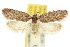  (Pedois amaurophanes - 10ANIC-04002)  @15 [ ] CreativeCommons - Attribution (2010) CBG Photography Group Centre for Biodiversity Genomics