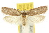  ( - 10ANIC-04003)  @11 [ ] CreativeCommons - Attribution (2010) CBG Photography Group Centre for Biodiversity Genomics