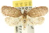  ( - 10ANIC-04007)  @15 [ ] CreativeCommons - Attribution (2010) CBG Photography Group Centre for Biodiversity Genomics