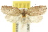  ( - 10ANIC-04009)  @15 [ ] CreativeCommons - Attribution (2010) CBG Photography Group Centre for Biodiversity Genomics