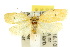  ( - 10ANIC-04010)  @11 [ ] CreativeCommons - Attribution (2010) CBG Photography Group Centre for Biodiversity Genomics