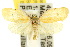  ( - 10ANIC-04012)  @12 [ ] CreativeCommons - Attribution (2010) CBG Photography Group Centre for Biodiversity Genomics