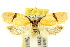 (Pedois argillea - 10ANIC-04015)  @15 [ ] CreativeCommons - Attribution (2010) CBG Photography Group Centre for Biodiversity Genomics