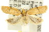  (Pedois humerana - 10ANIC-04023)  @15 [ ] CreativeCommons - Attribution (2010) CBG Photography Group Centre for Biodiversity Genomics