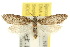  (Pedois sp. ANIC3 - 10ANIC-04027)  @11 [ ] CreativeCommons - Attribution (2010) CBG Photography Group Centre for Biodiversity Genomics