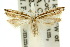  ( - 10ANIC-04079)  @15 [ ] CreativeCommons - Attribution (2010) CBG Photography Group Centre for Biodiversity Genomics
