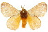  ( - 10ANIC-04090)  @14 [ ] CreativeCommons - Attribution (2010) CBG Photography Group Centre for Biodiversity Genomics