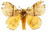  (Cotana neurina - 10ANIC-04092)  @15 [ ] CreativeCommons - Attribution (2010) CBG Photography Group Centre for Biodiversity Genomics