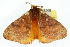  ( - 10ANIC-04094)  @14 [ ] CreativeCommons - Attribution (2010) CBG Photography Group Centre for Biodiversity Genomics