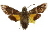  ( - 10ANIC-04124)  @14 [ ] CreativeCommons - Attribution (2010) CBG Photography Group Centre for Biodiversity Genomics