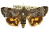  ( - 10ANIC-04134)  @15 [ ] CreativeCommons - Attribution (2010) CBG Photography Group Centre for Biodiversity Genomics