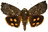  (Hyblaea constellata - 10ANIC-04136)  @15 [ ] CreativeCommons - Attribution (2010) CBG Photography Group Centre for Biodiversity Genomics