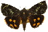  ( - 10ANIC-04139)  @15 [ ] CreativeCommons - Attribution (2010) CBG Photography Group Centre for Biodiversity Genomics