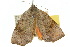  ( - 10ANIC-04143)  @12 [ ] CreativeCommons - Attribution (2010) CBG Photography Group Centre for Biodiversity Genomics
