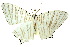  ( - 10ANIC-04155)  @14 [ ] CreativeCommons - Attribution (2010) CBG Photography Group Centre for Biodiversity Genomics