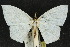  ( - 10ANIC-04161)  @11 [ ] CreativeCommons - Attribution (2010) CBG Photography Group Centre for Biodiversity Genomics